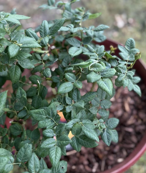 Easy Spirit™ Floribunda Rose