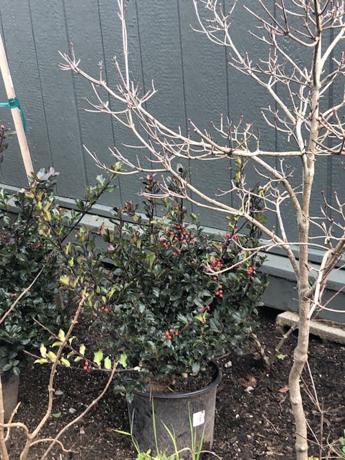 Royal Family Holly Combo