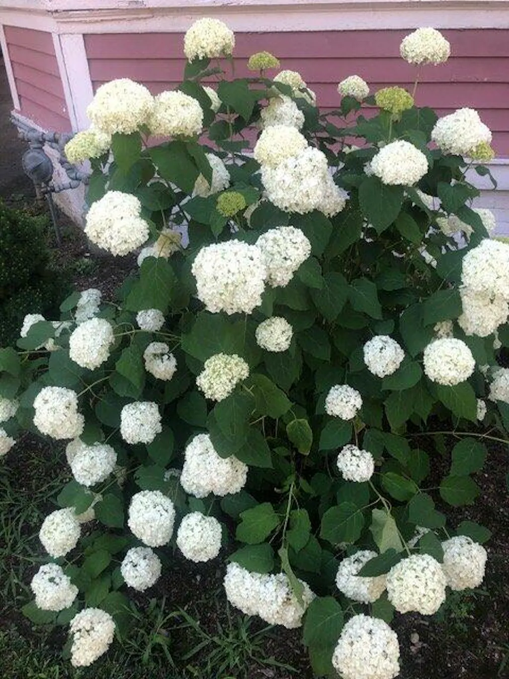 Climbing Hydrangea | Shade-Tolerant Vine | Nature Hills