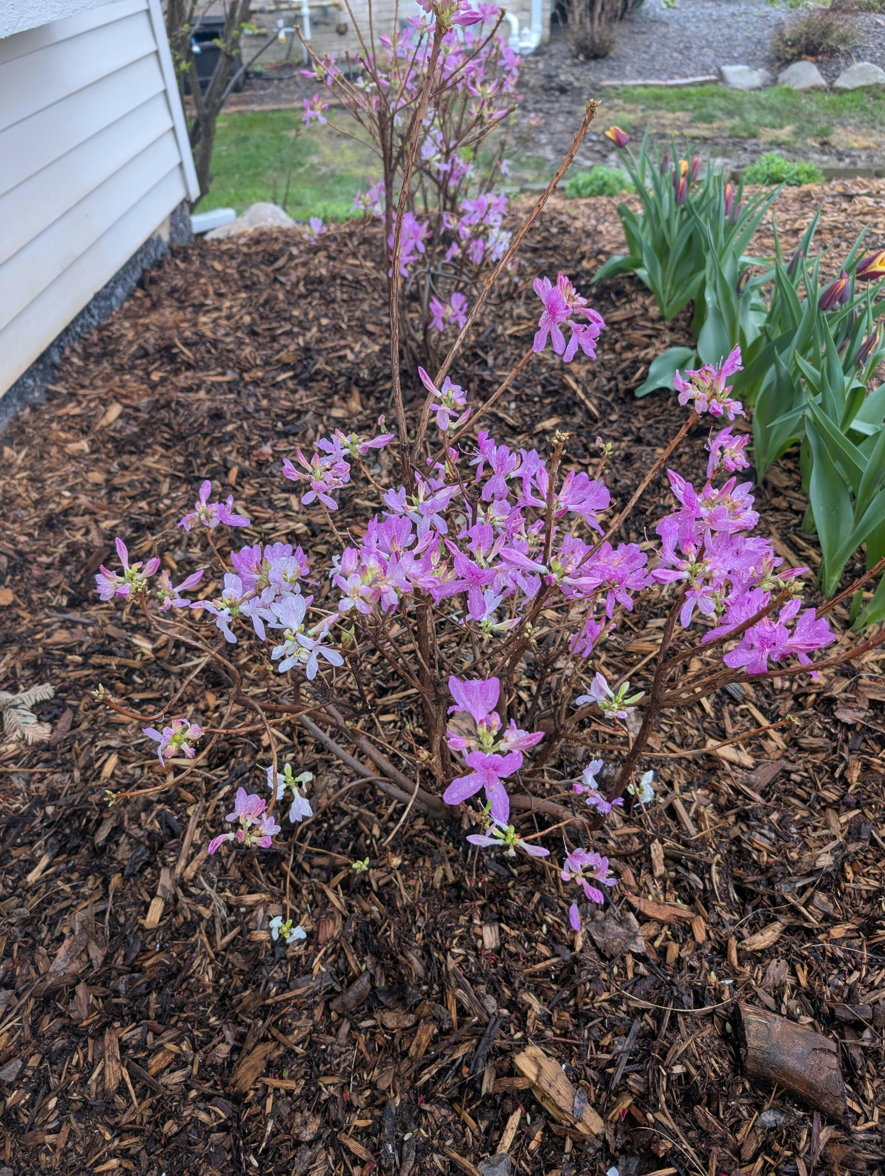 Lilac Lights™ Azalea | Buy at NatureHills.com