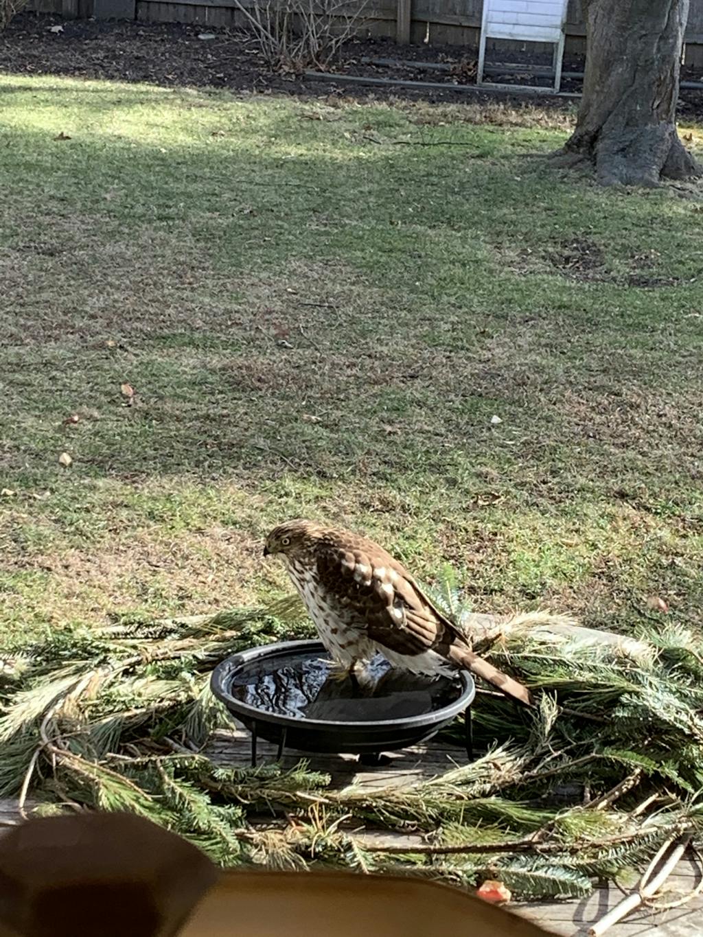 Heated Bird Bath Ground Level — Nature Niche