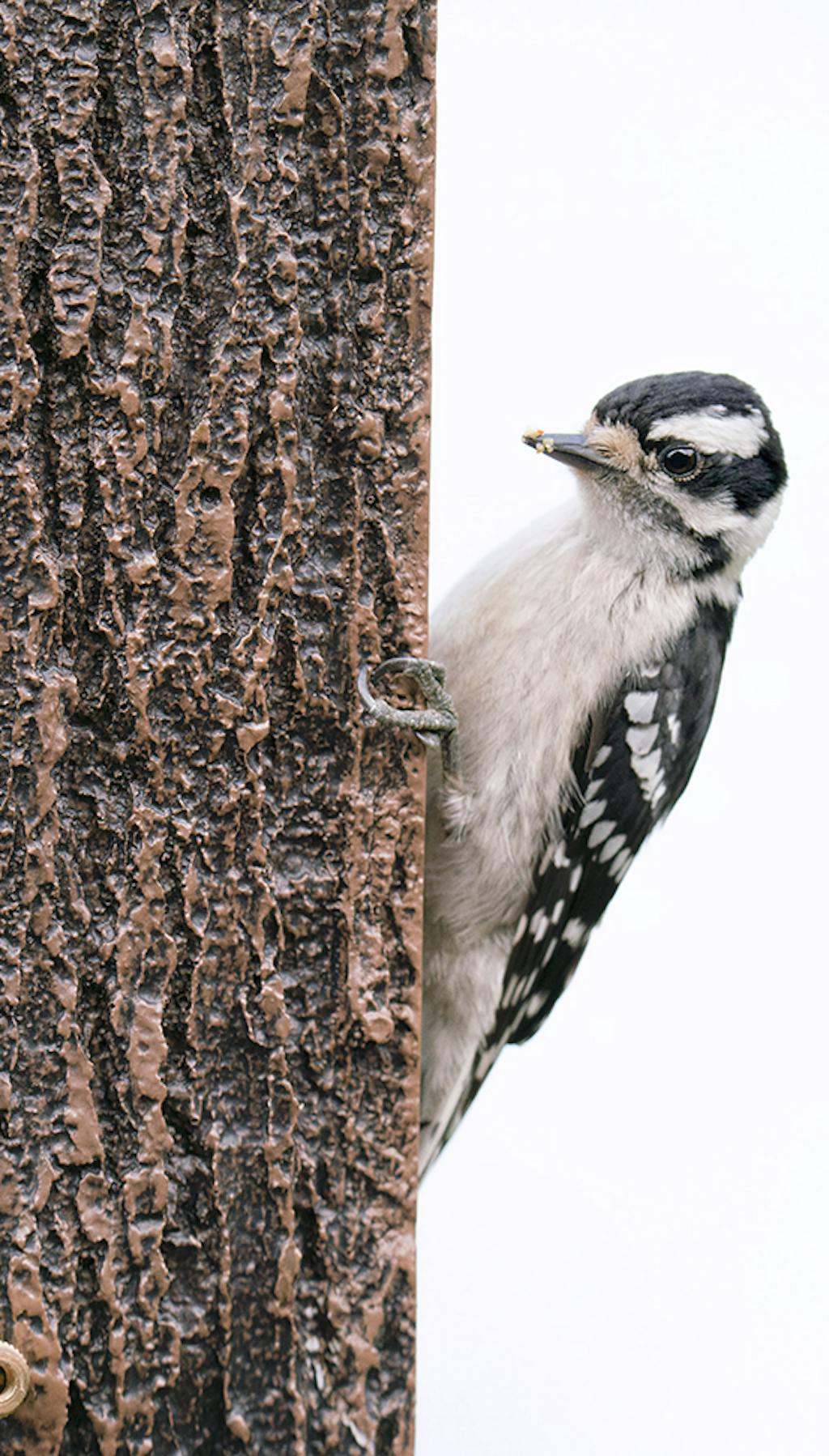 Suet Sandwich Woodpecker Feeder — Nature Niche