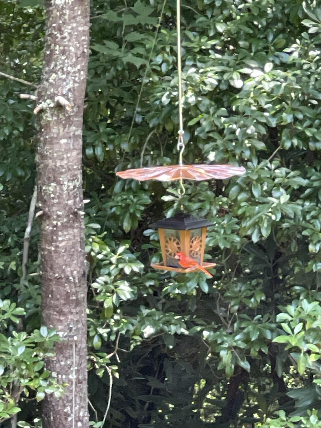 Hanging Disk Squirrel Baffle Copper Made in the USA — Nature Niche