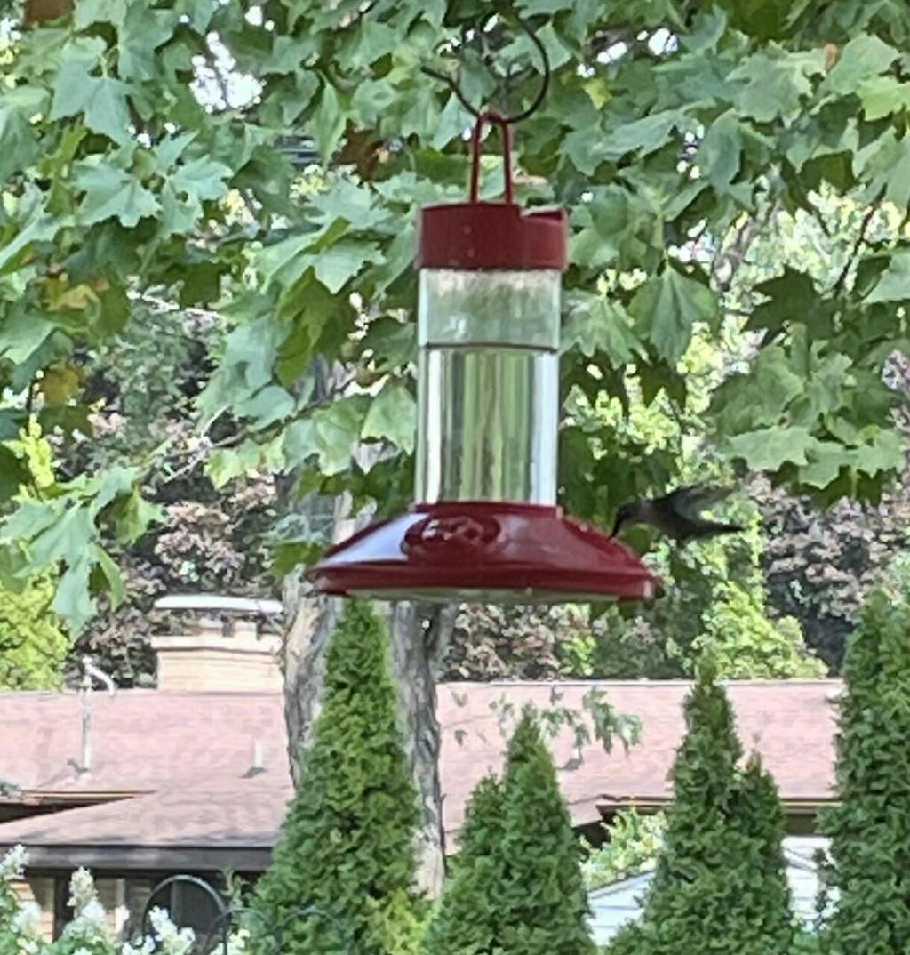 Dr. JB's 16 oz Clean Hummingbird Feeder Red with Red Flowers — Nature Niche