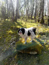 Répulsif anti puces, tiques et moustiques BIO et Naturel - Chien - 200ml