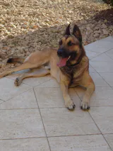 Répulsif anti puces, tiques et moustiques BIO et Naturel - Chien - 200ml