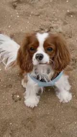 Spray démêlant 100% naturel BIO Chien et Chat - 200ml