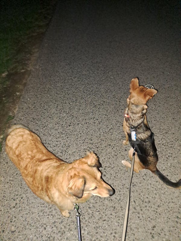 Stirnlampe - Das Original (Angebot)