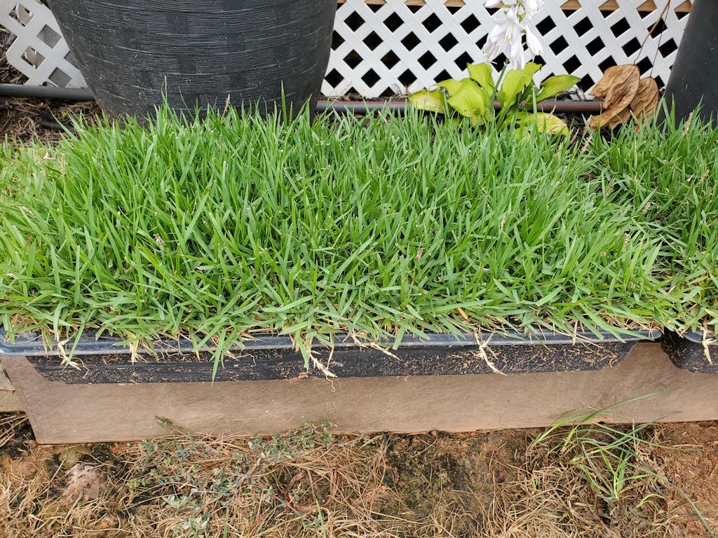 El Toro Zoysia Plugs NC Grass Plugs