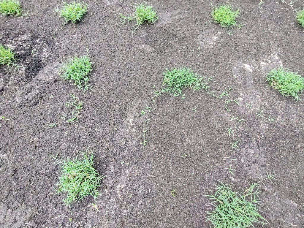 Buy Certified Rio Bermuda Grass Plugs 50 Cell Tray NC Grass Plugs