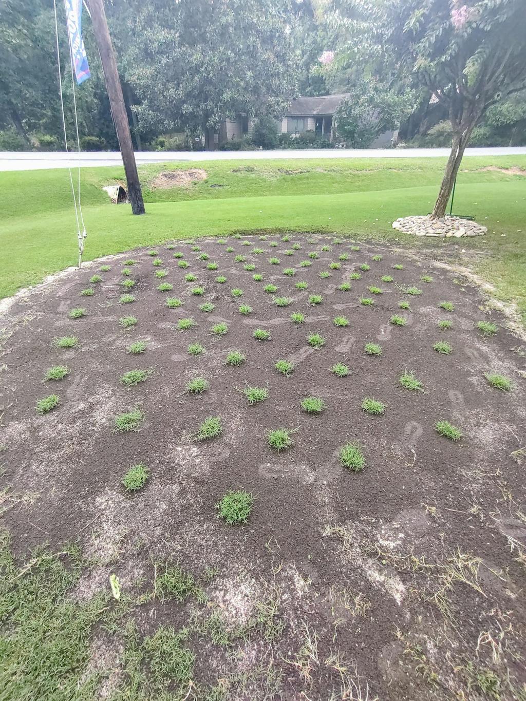 Buy Certified Rio Bermuda Grass Plugs 50 Cell Tray NC Grass Plugs