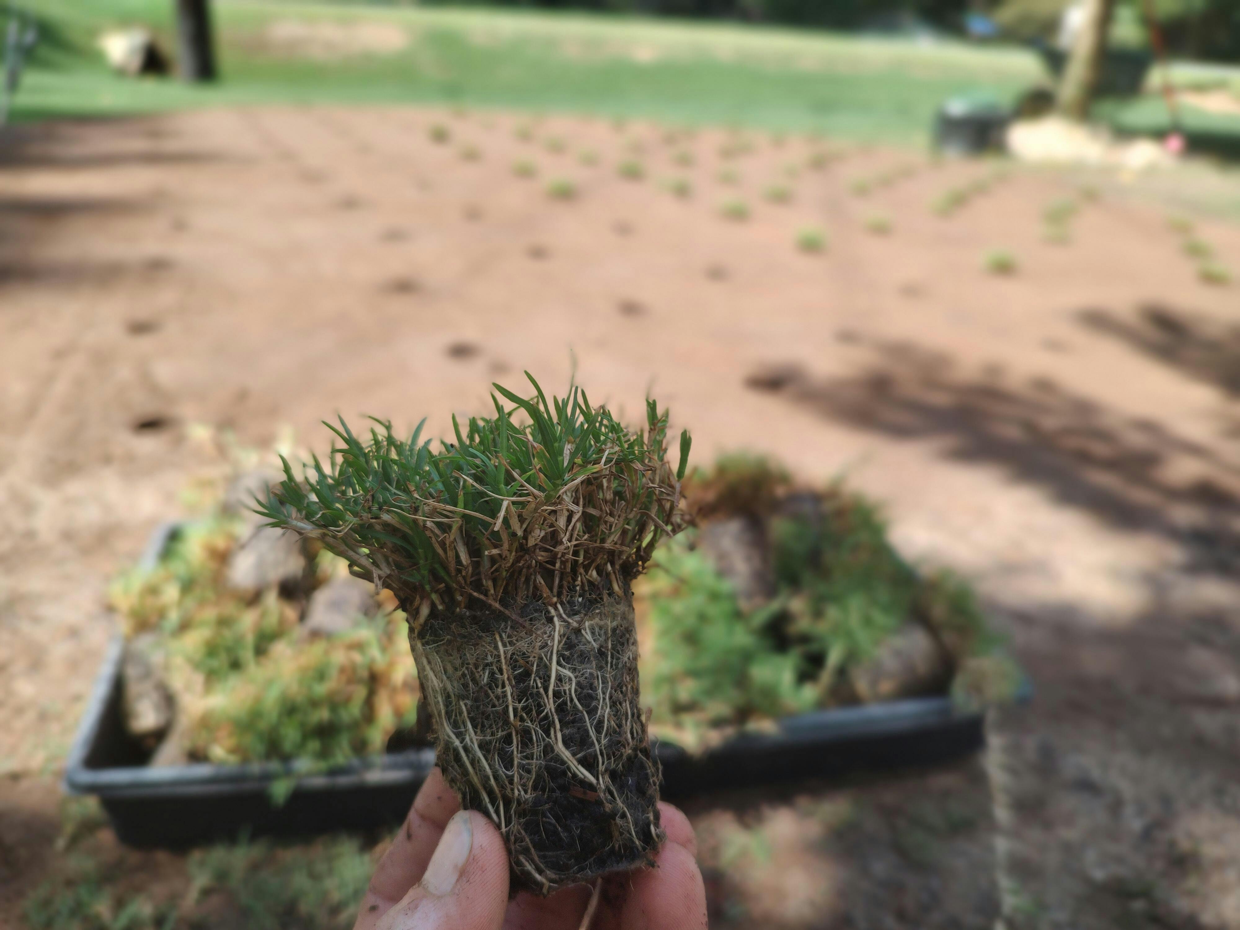 Buy Certified Rio Bermuda Grass Plugs 50 Cell Tray NC Grass Plugs