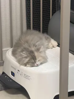 Neakasa M1 Plus オープン型全自動猫トイレ本体｜多頭飼い・大型猫対応