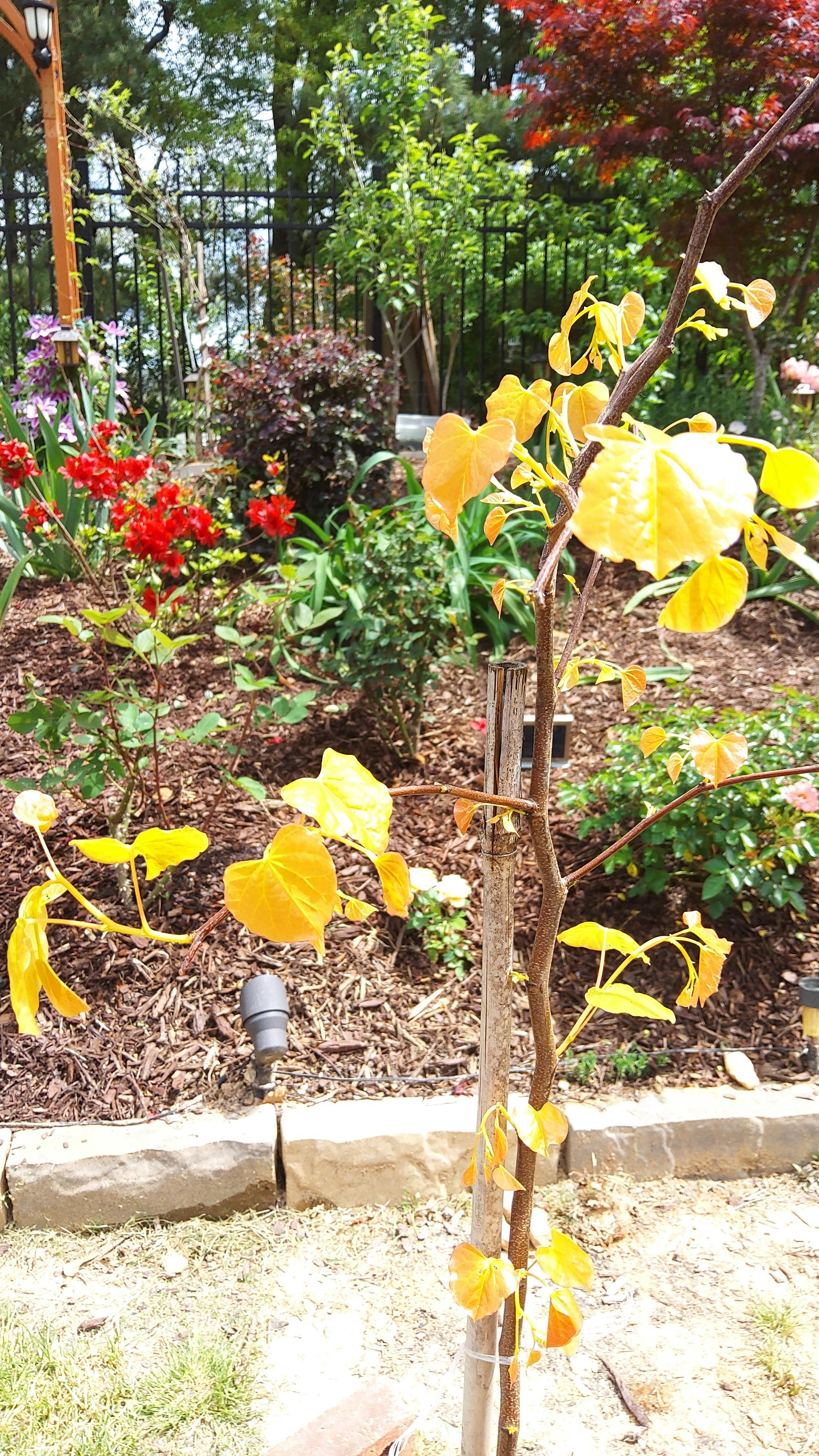 Rising Sun™ Redbud New Blooms Nursery