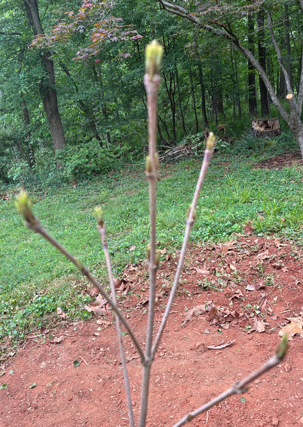 Blue Ray Kousa Dogwood – New Blooms Nursery