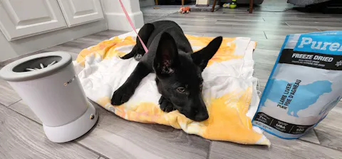 Pet cleaning pod portable gadget