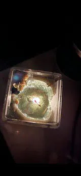 New Wisdom Premonitions 