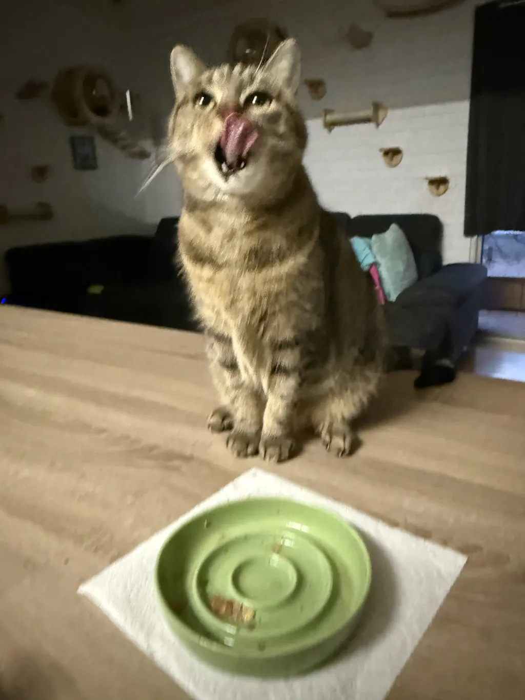 Freeze Dried New Zealand Green Lipped Mussels 50g 