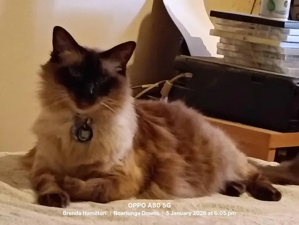 Freeze Dried Diced Beef 70g 