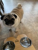 NibbleyPets Elevated Dog Feeder