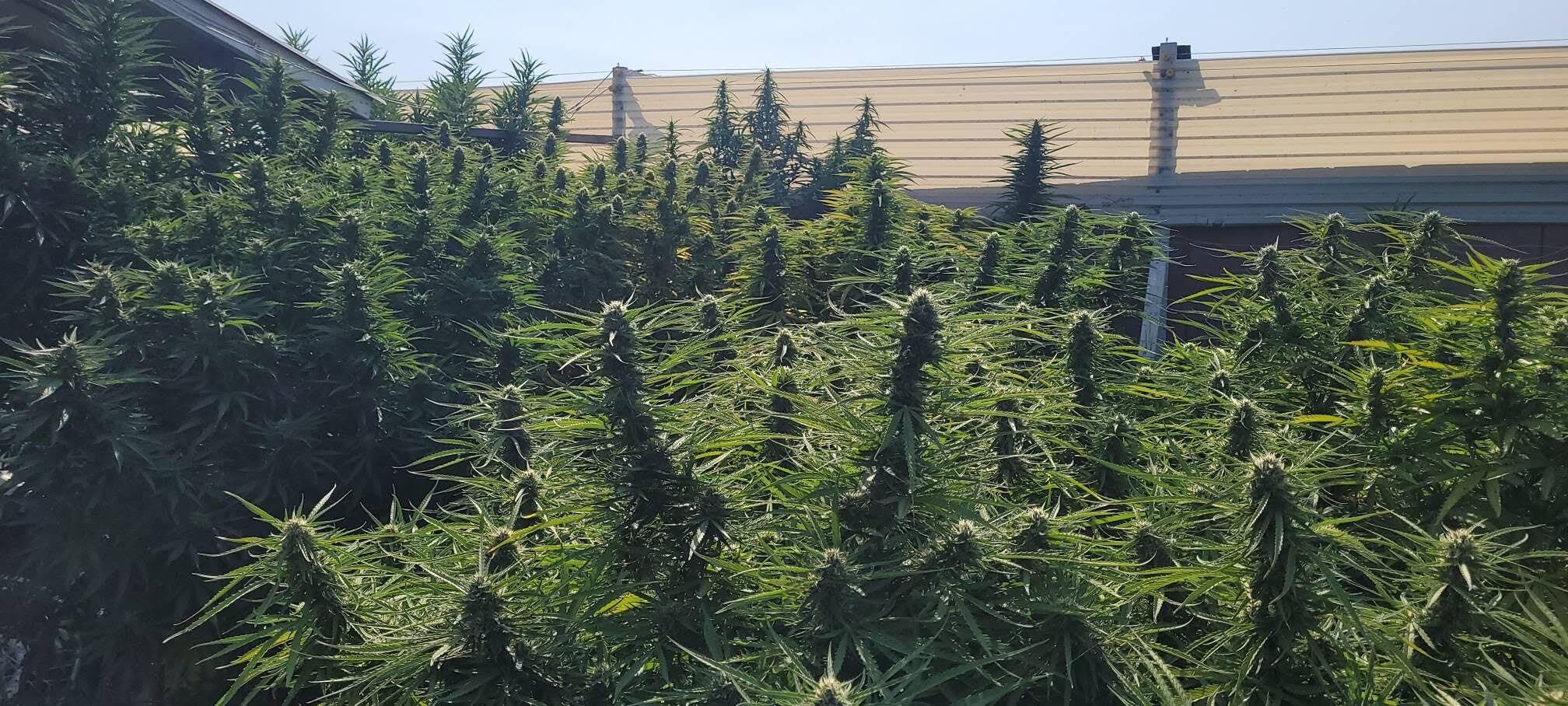 Hawaii Maui Waui Feminized seeds - Nirvana Shop Online