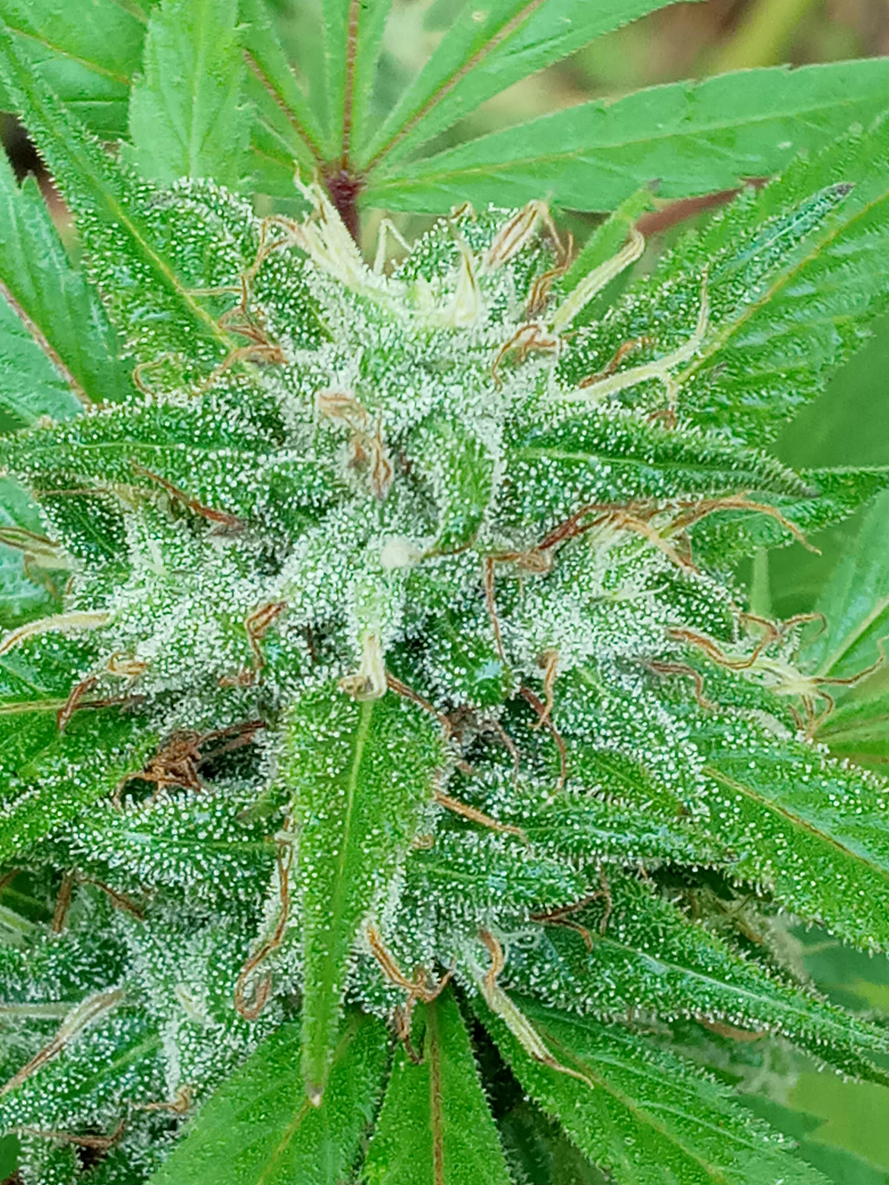 Buy Durban Poison Feminized Cannabis Seeds | Big Yields