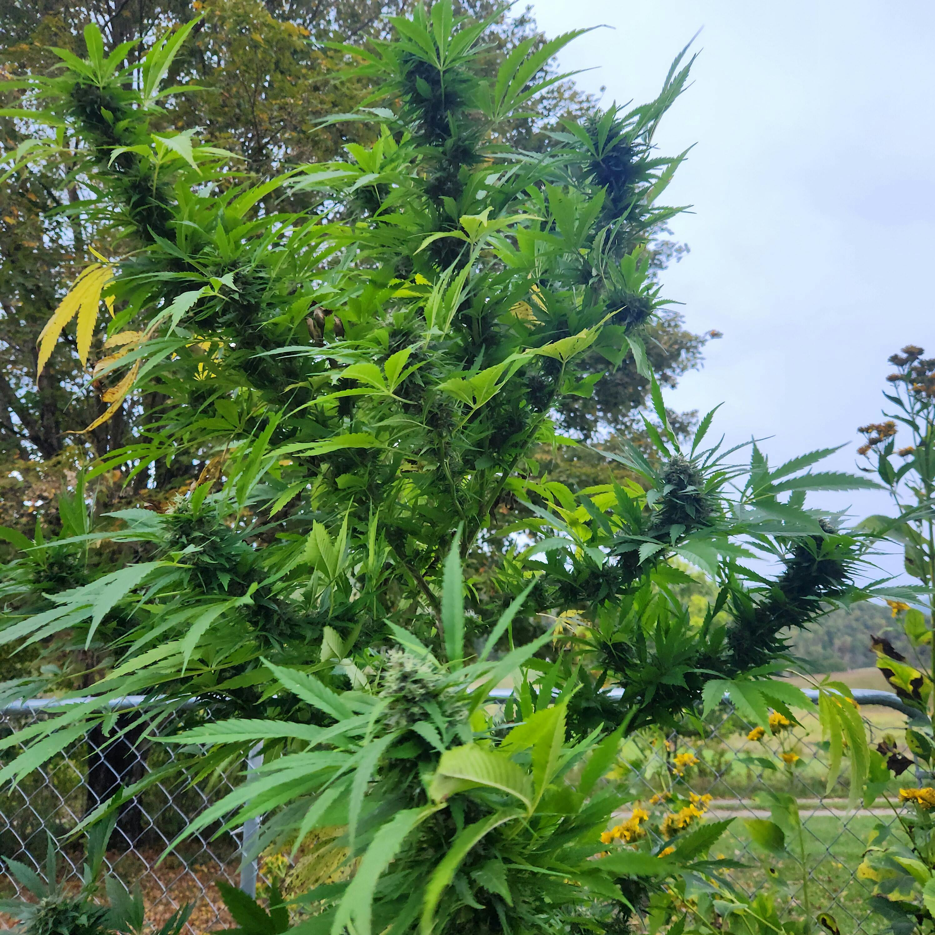 Buy Tangie Feminized Cannabis Seeds | Zesty Orange Flavor