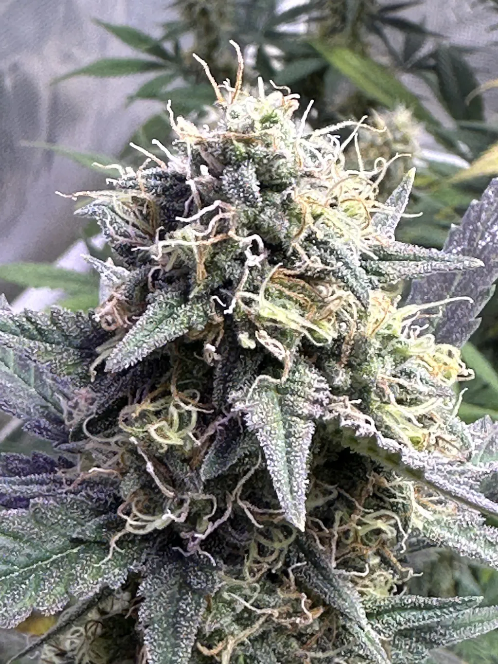 AK-48 Autoflower seeds - Nirvana Shop Online