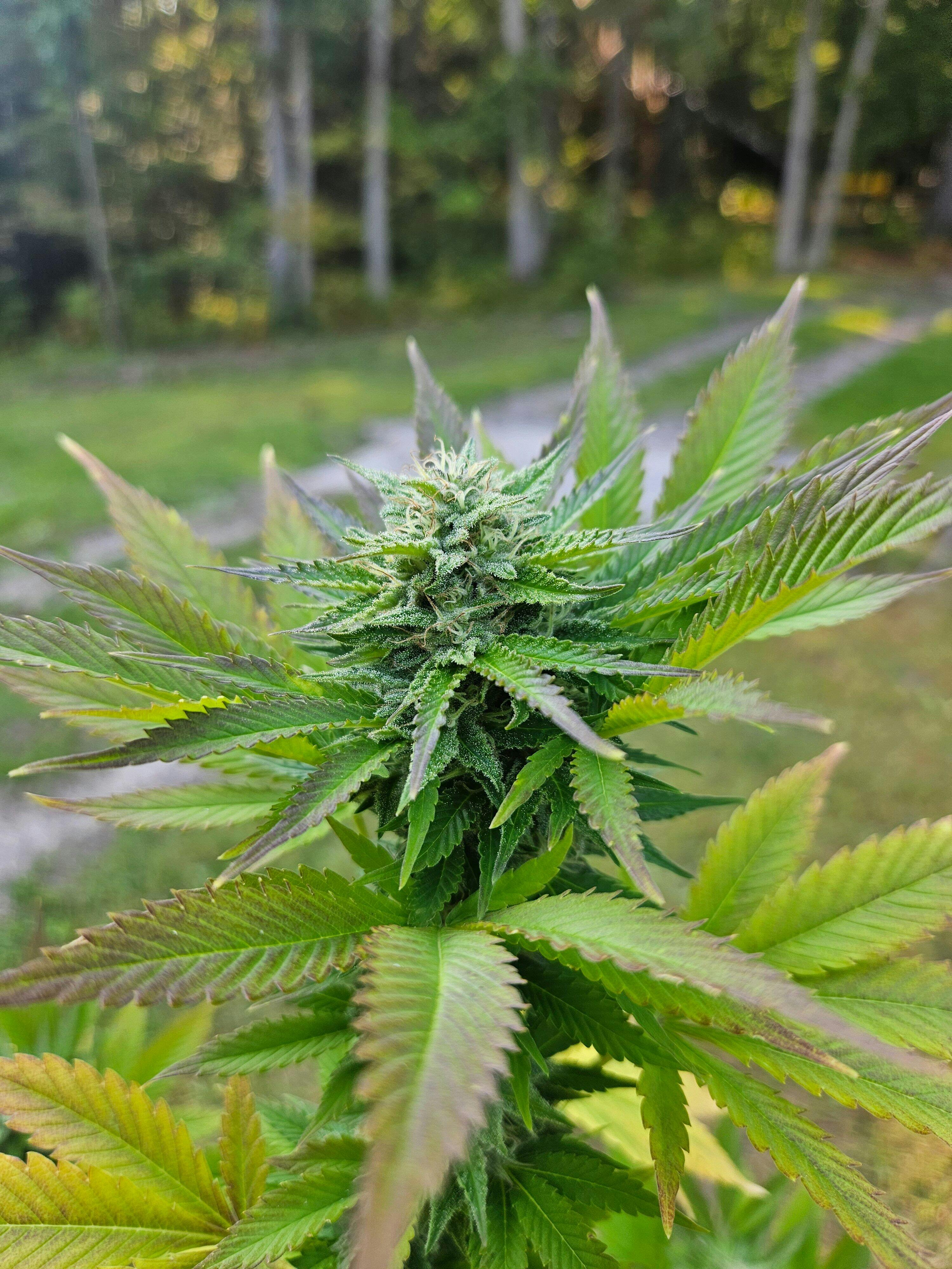 Buy Hawaii Maui Waui Feminized Seeds | Creative High