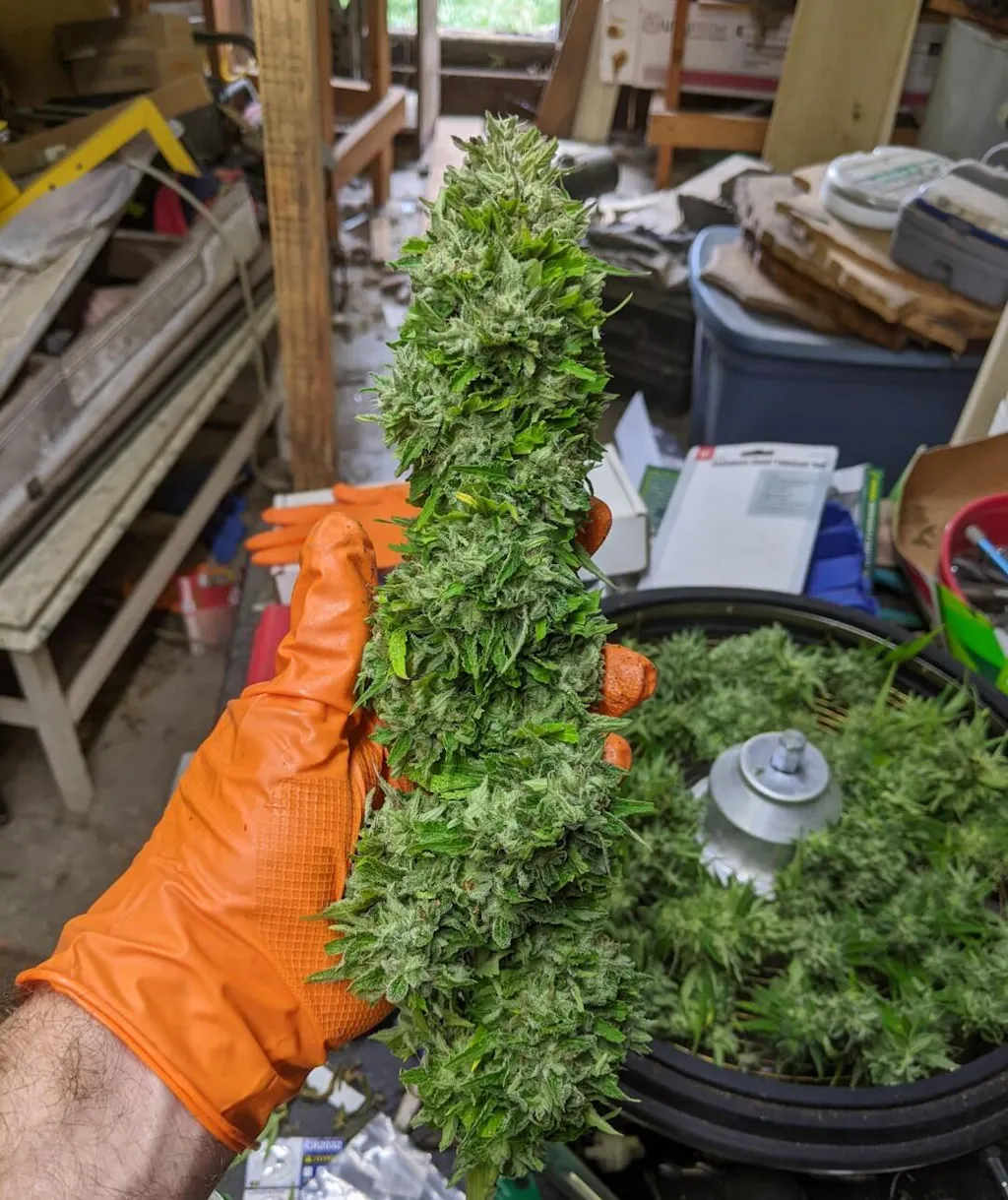 Pure Power Plant Feminized seeds - Nirvana Shop Online