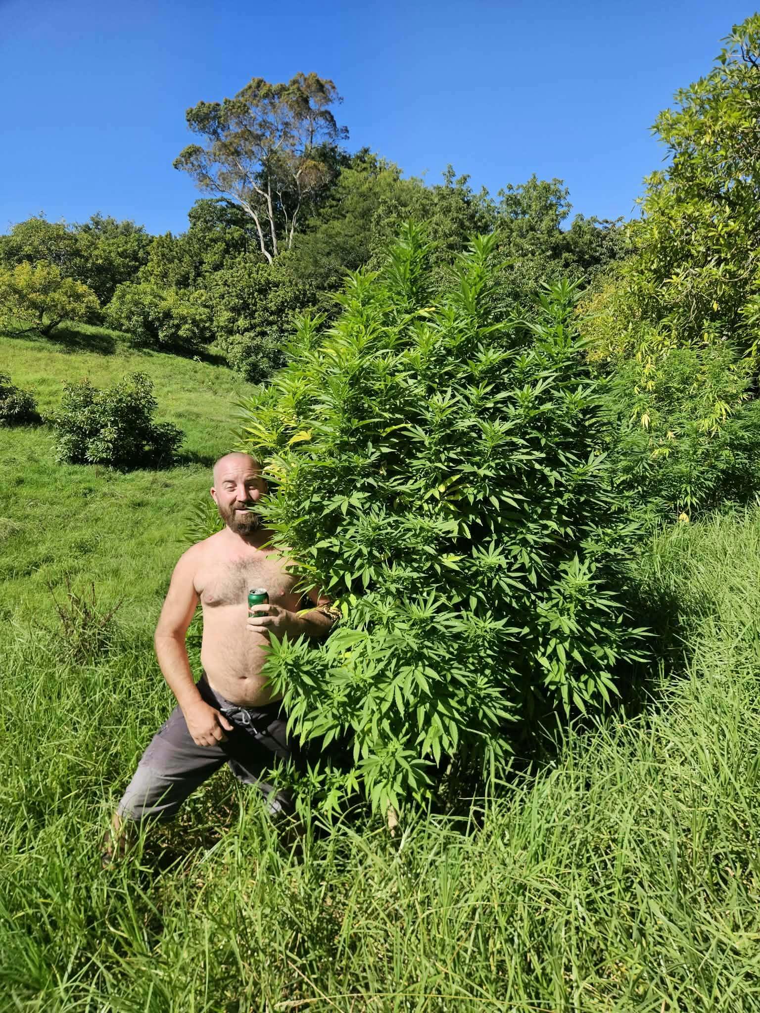 Buy Durban Poison Feminized Cannabis Seeds | Big Yields