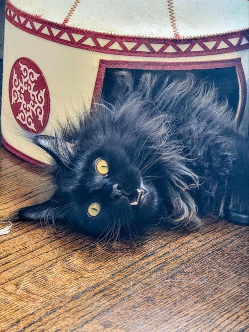 Nomadic Cat Yurts - Cozy Felt Traditional Cat Bed in Red