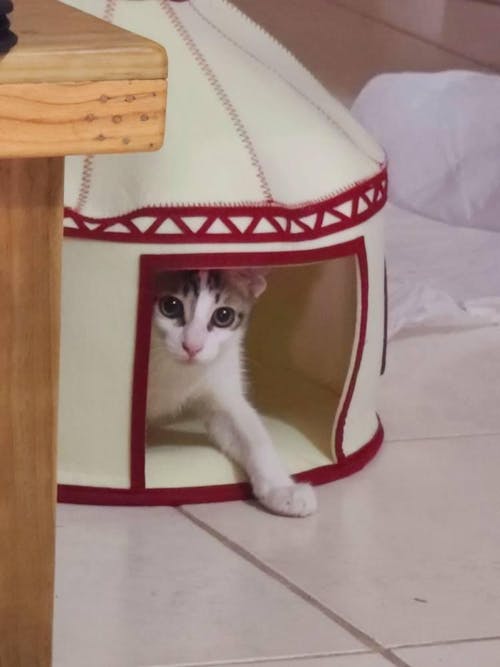 Nomadic Cat Yurts - Cozy Felt Traditional Cat Bed in Red