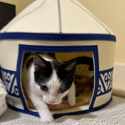 Nomadic Cat Yurts - Cozy Felt Traditional Cat Bed in Blue