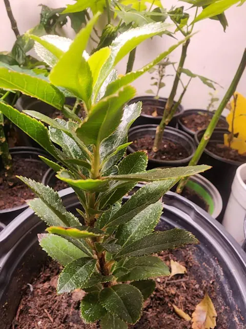 Strawberry Tree | Live Sapling in 2.5 Inch Nursery Cube | Arbutus Unedo