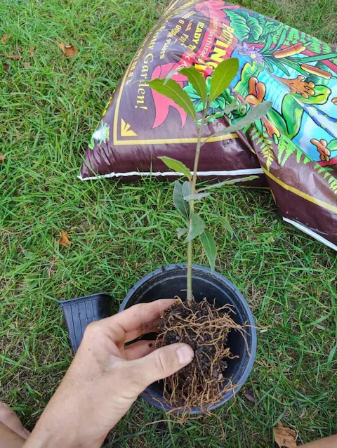 Bay Laurel (Laurus Nobilis) in 2.5 Inch Nursery Cubes