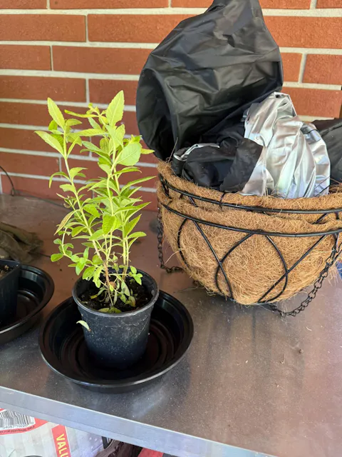 Lemon Verbena | Live Herb in 4 Inch Nursery Cube | Aloysia citriodora