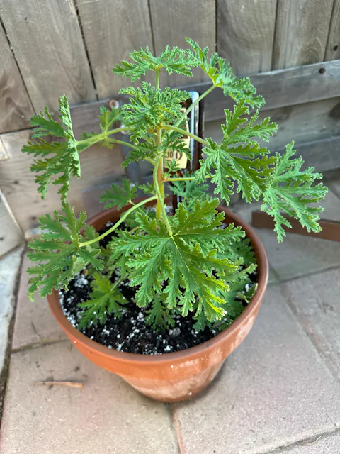 Citronella | Live Herb in 4 Inch Nursery Pot | Pelargonium graveolens