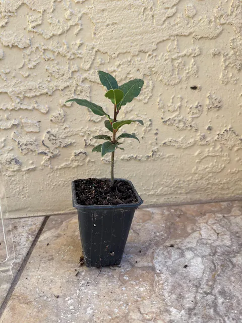 Bay Laurel (Laurus Nobilis) in 2.5 Inch Nursery Cubes