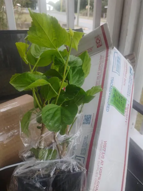 Butterfly Hibiscus | Live Plant in 2.5 Inch Nursery Cube | Hibiscus rosa-sinensis