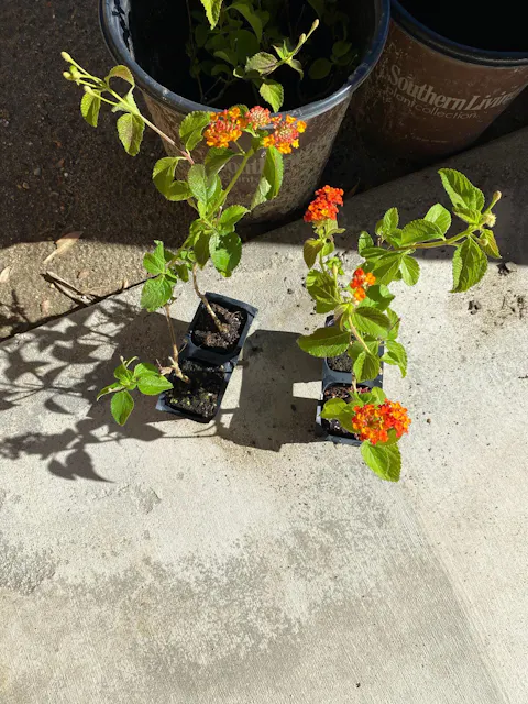Dallas Red Lantana in 2.5” Nursery Cubes (Lantana camara ‘Dallas Red’) | Flowering Shrub for Borders, Containers & Gardens | Ready-to-Plant