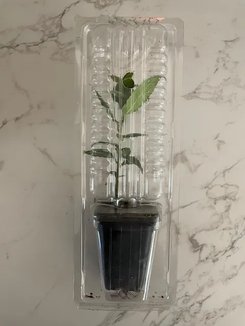 Bay Laurel (Laurus Nobilis) in 2.5 Inch Nursery Cubes