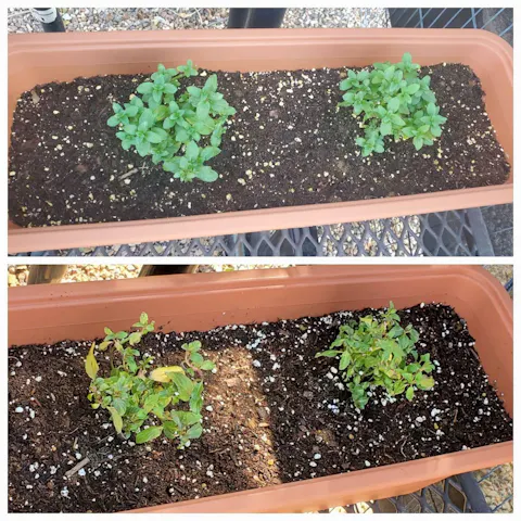 Chocolate Mint | Live Herb in 2.5 Inch Nursery Cube | Mentha x piperita f. citrata Chocolate