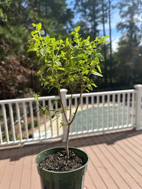 Lemon Verbena | Live Herb in 4 Inch Nursery Cube | Aloysia citriodora