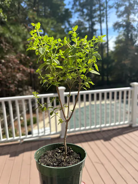 Lemon Verbena | Live Herb in 4 Inch Nursery Cube | Aloysia citriodora