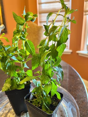 Chocolate Mint | Live Herb in 2.5 Inch Nursery Cube | Mentha x piperita f. citrata Chocolate