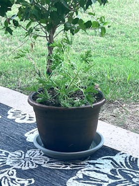 Citronella | Live Herb in 4 Inch Nursery Pot | Pelargonium graveolens