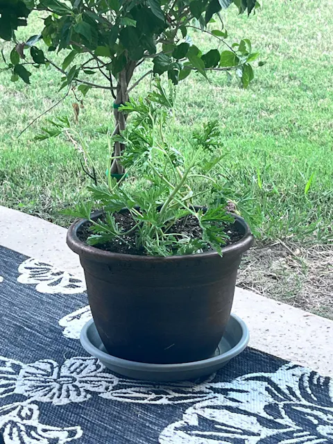 Citronella | Live Herb in 4 Inch Nursery Pot | Pelargonium graveolens