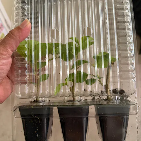 Imperial Thai Bougainvillea | Live Plant in 2.5 Inch Nursery Cube | Bougainvillea 'Imperial Thai Delight'