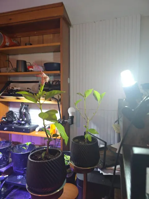 White Wing Hibiscus in 3.5” Nursery Cubes (Hibiscus rosa-sinensis)